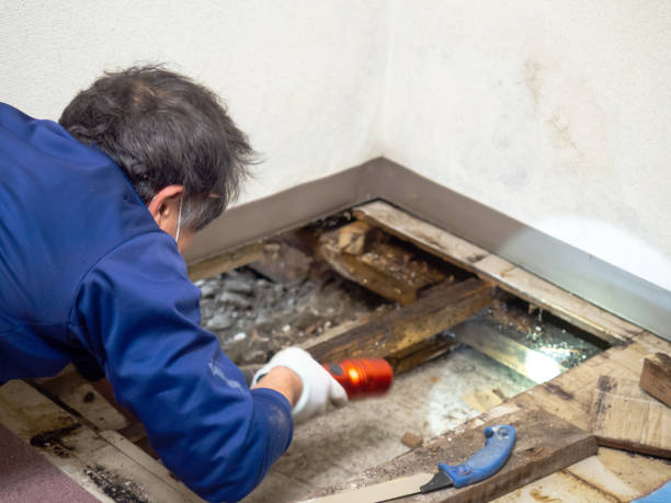 Best Best Mold Removal Companies  in West Swanzey, NH