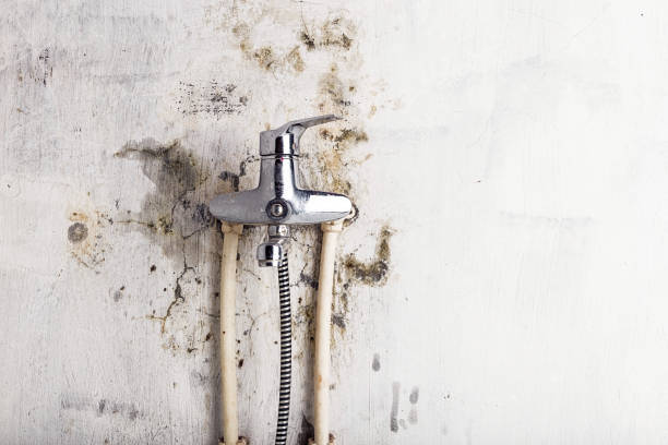 Best Mold Remediation  in West Swanzey, NH