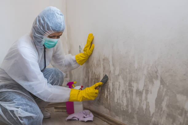 Professional Mold Removal in West Swanzey, NH