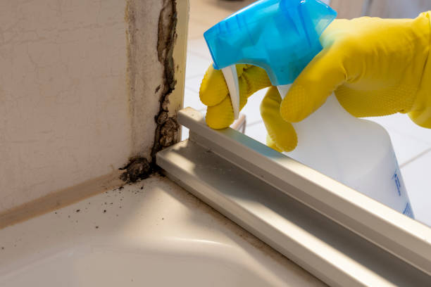 Best Toxic Mold Removal  in West Swanzey, NH