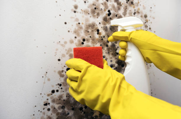 Best Mold Testing and Removal  in West Swanzey, NH