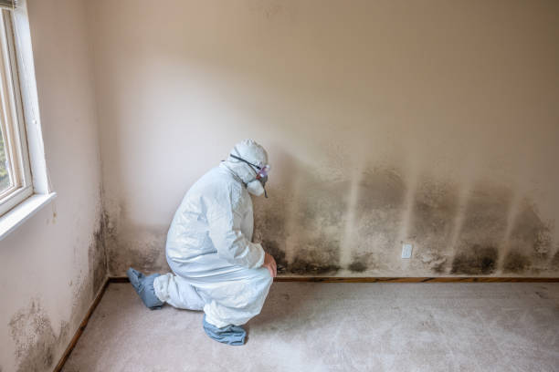 Best Certified Mold Removal  in West Swanzey, NH