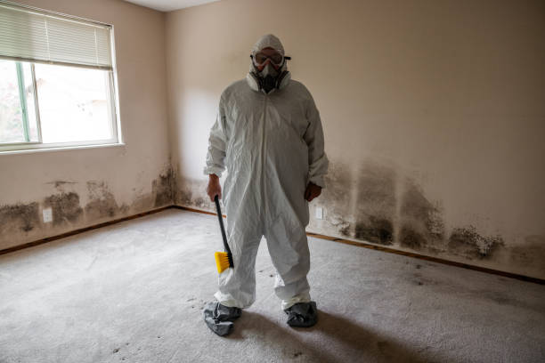 Best Local Mold Removal Service  in West Swanzey, NH